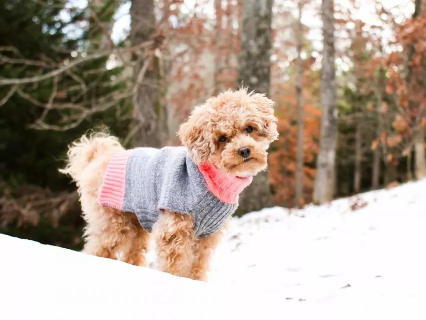 10 Tips for Walking Your Dog in Cold Weather 2023 Guide FiredOut