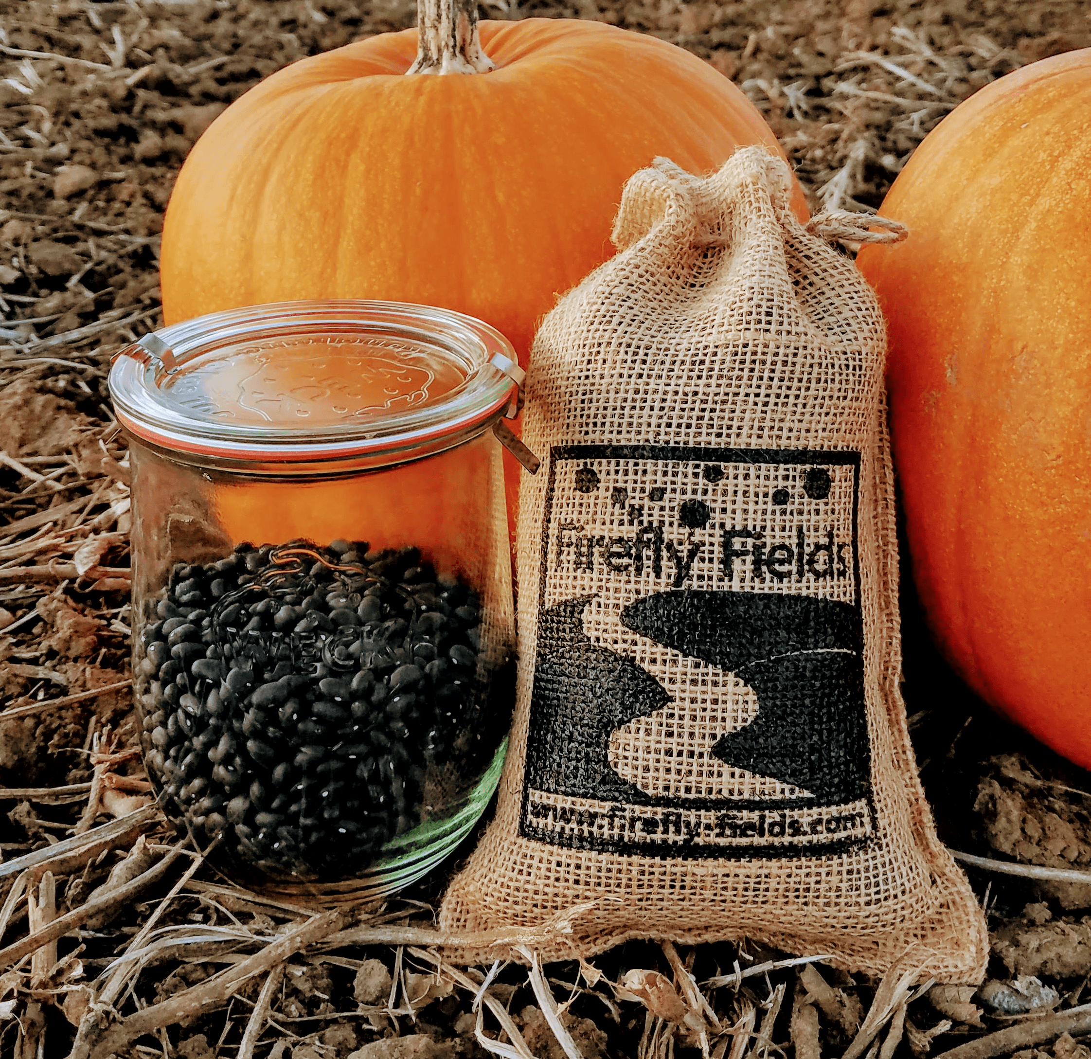 ORGANIC BLACK BEANS Firefly Fields