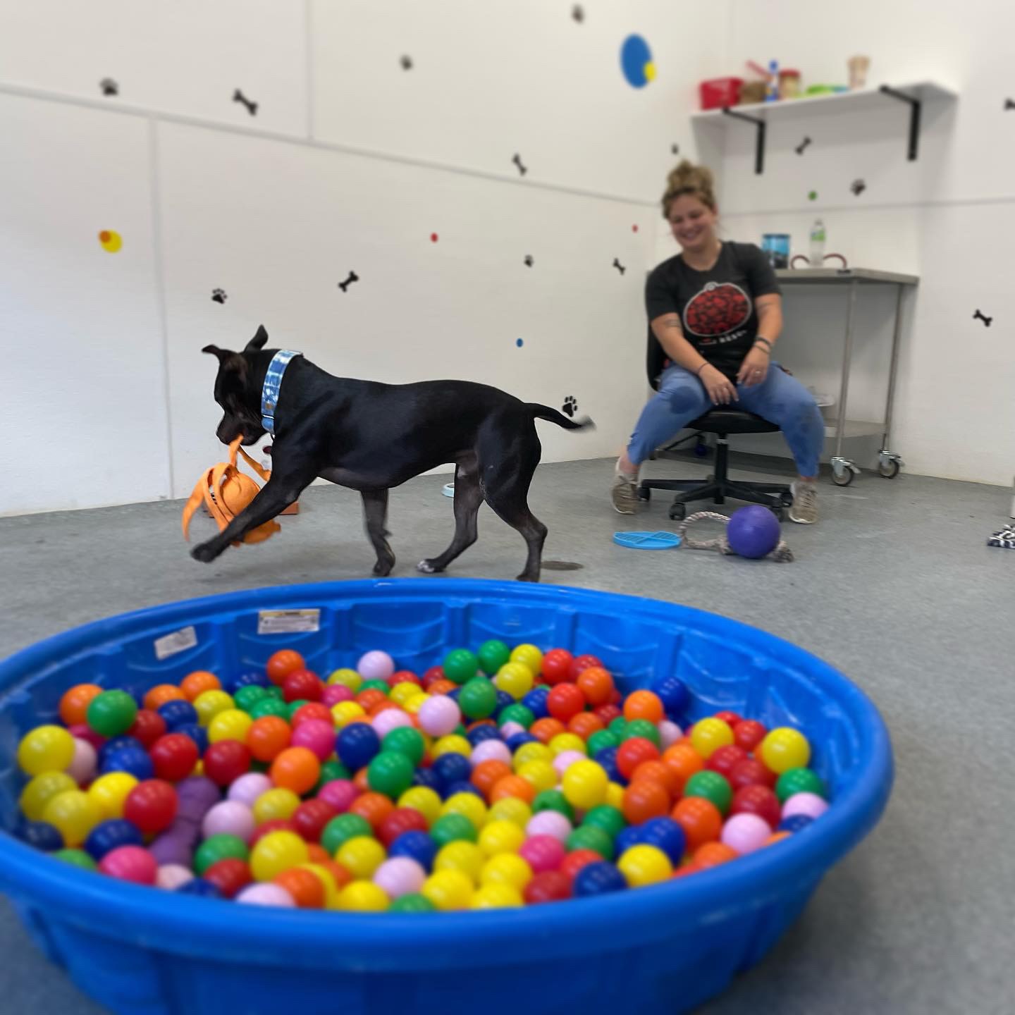 A tired dog is a happy dog ️ Firehouse Pet Resort