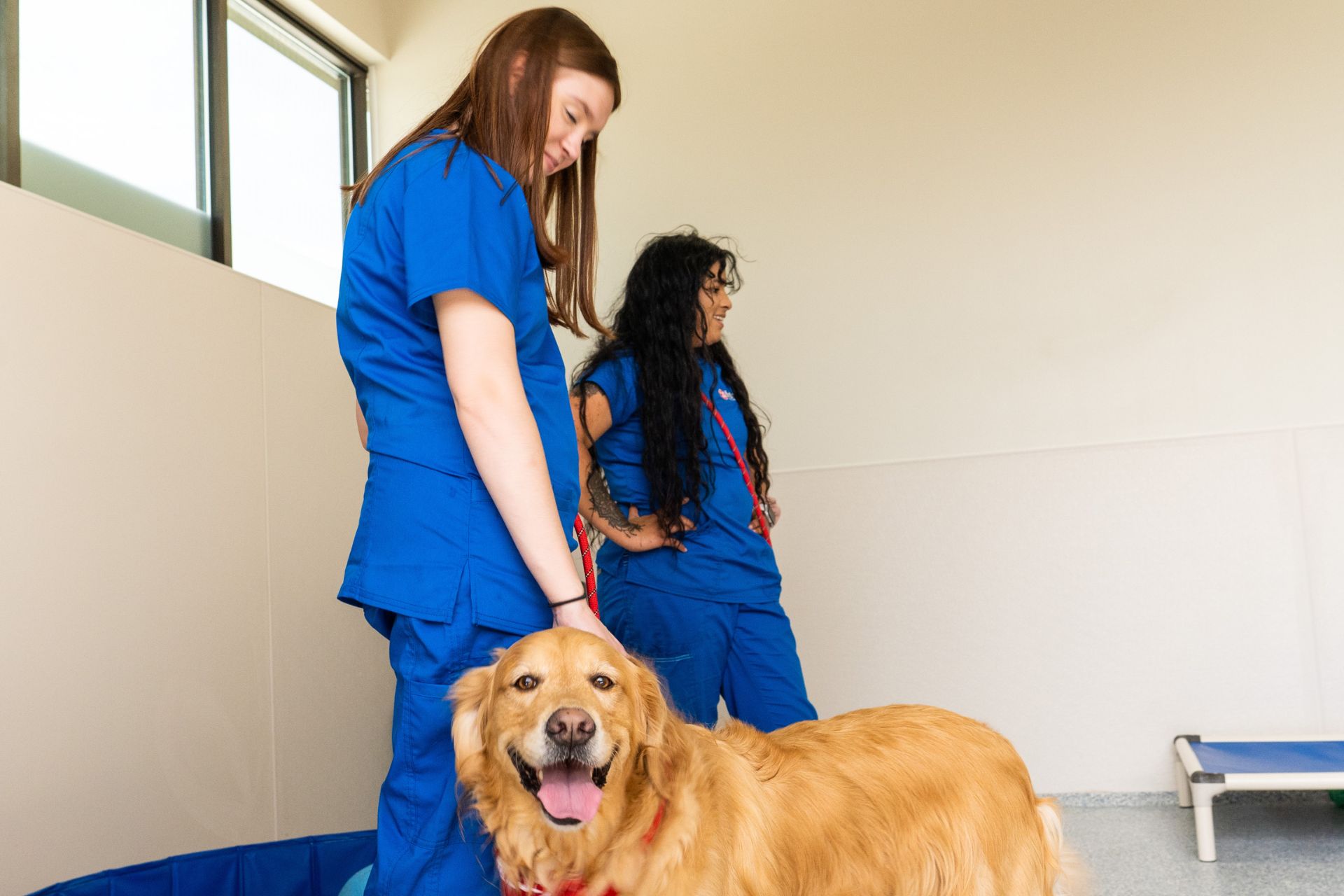 Our kennel attendants ensure your pet gets all the play they need