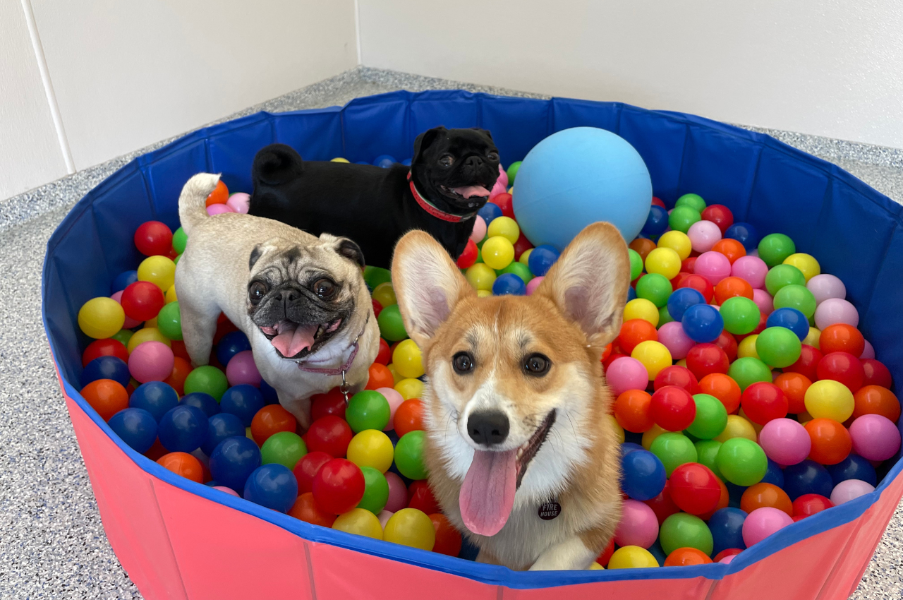 Boarding your puppy 3 key benefits Firehouse Pet Resort