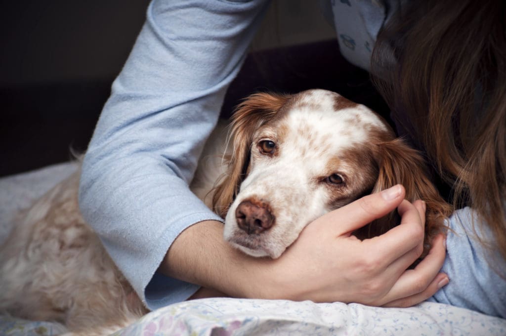 Pet Cremation Near Me Prices How Much Does A Pet
