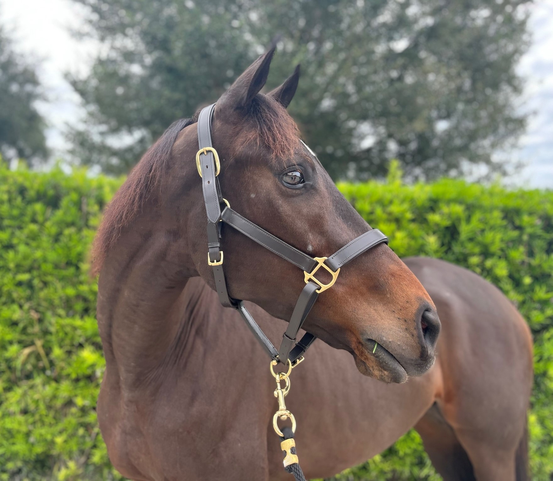 Leasing or Sales Fireline Farms