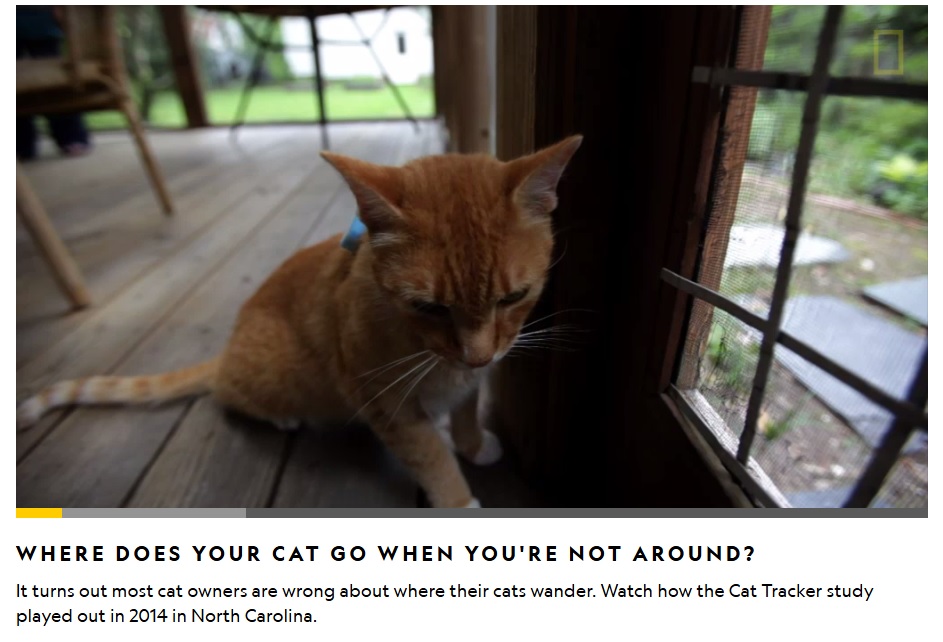 Secret Lives of Wandering House Cats Revealed Cat Tracker Study