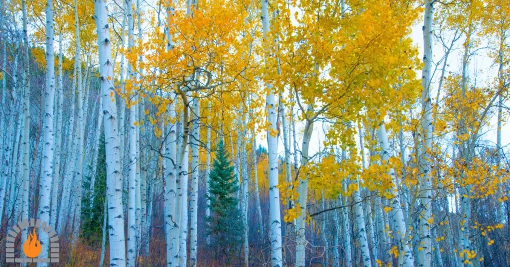 Is Aspen Good Firewood? Advantages And Disadvantages