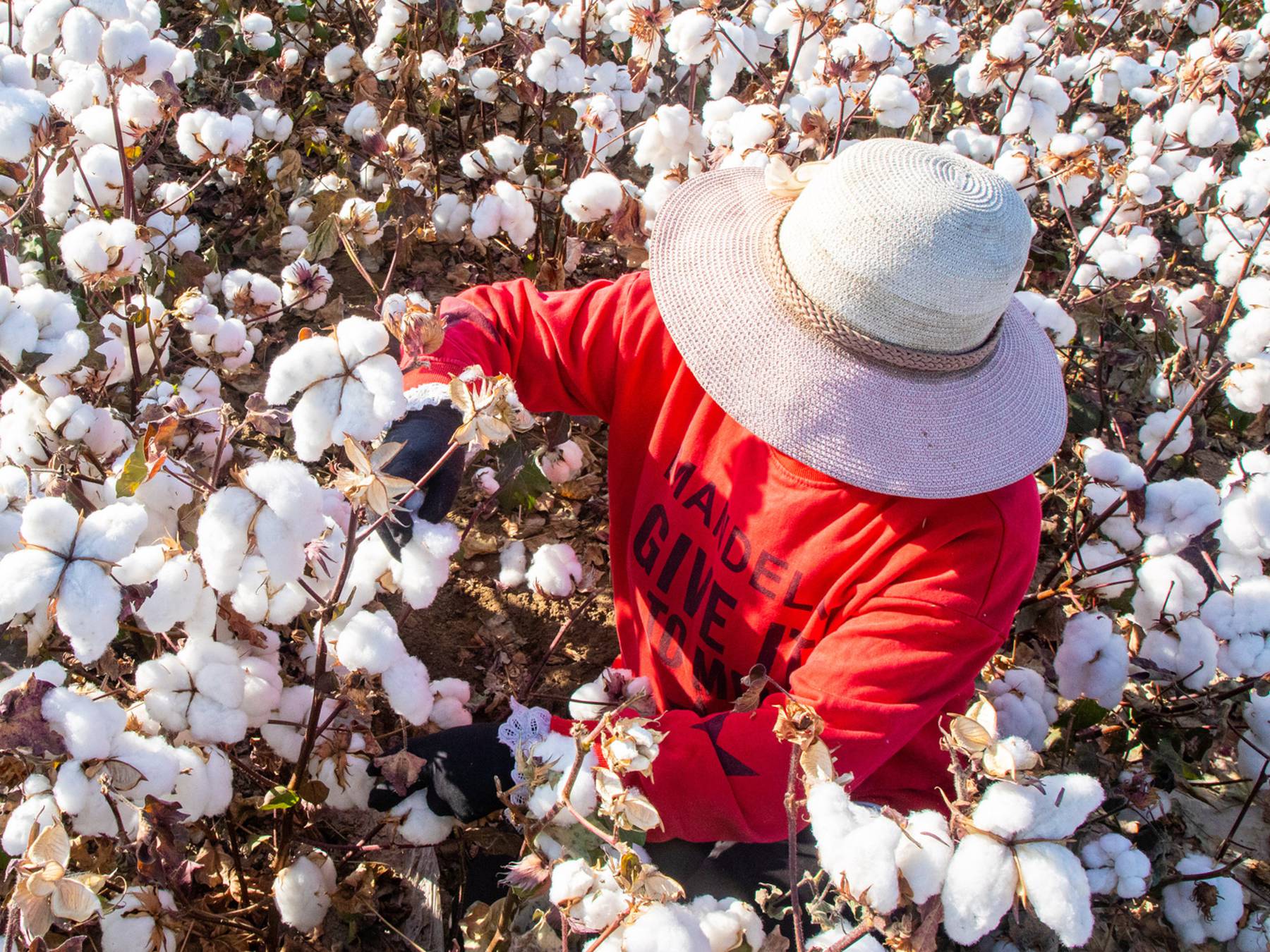 Is cotton flammable? Find out what makes it flammable