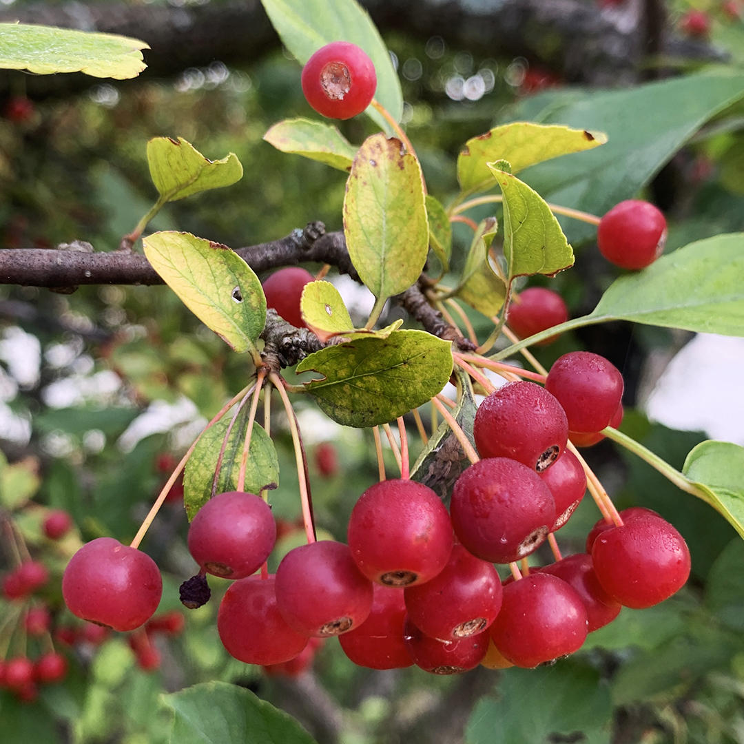 Gary Jackson Fire When Ready Pottery