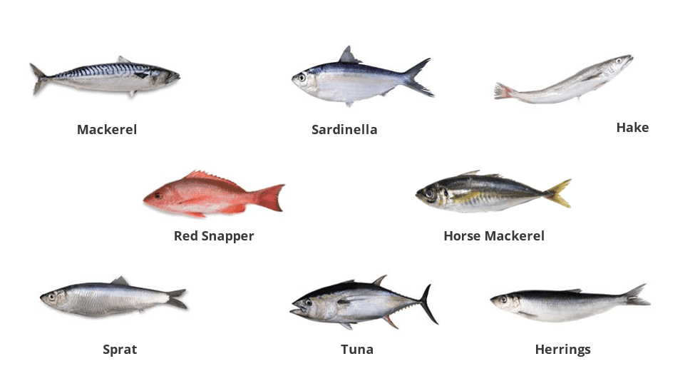 FMCG WATCH A Snapshot of the Frozen Fish Market in Ghana Firmus Research