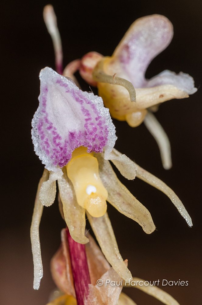 Epipogium aphyllum Ghost Orchid