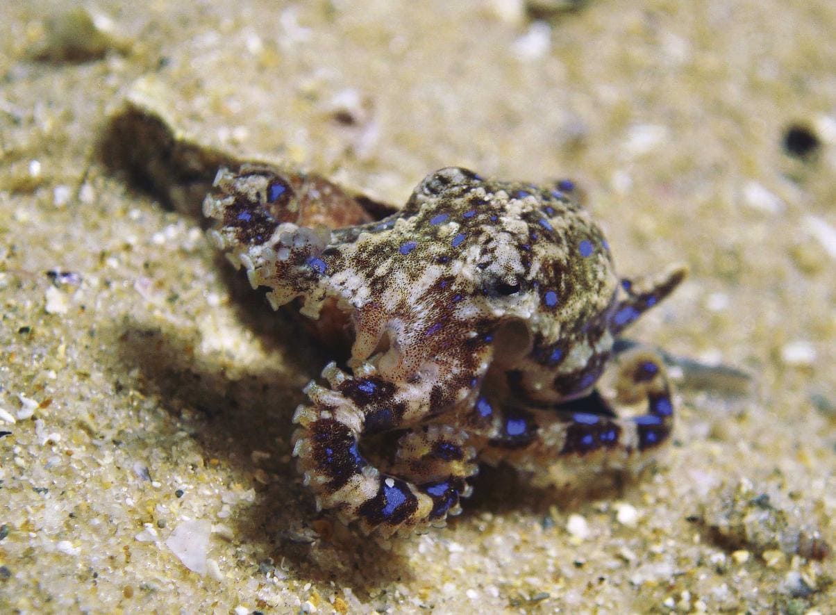 Why It's A Terrible Idea To Pick Up A Blue Ringed Octopus First Aid