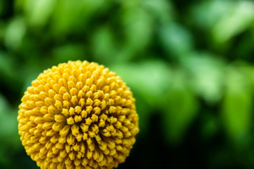 Tree pollen allergies what you need to know this springtime