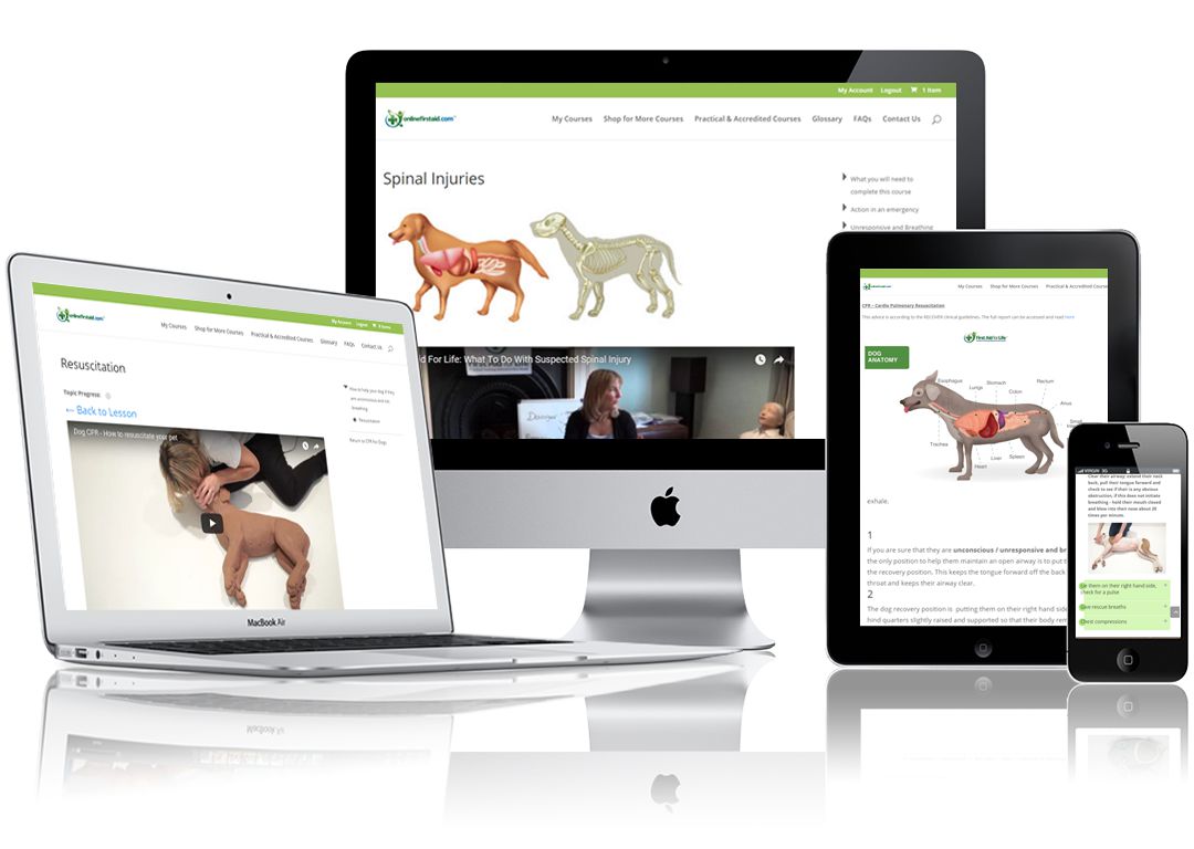 Dog First Aid training course First Aid for Pets