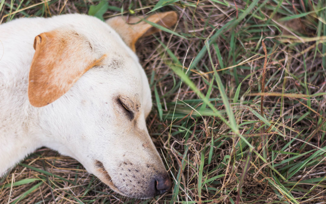 Chiggers the mite with the bite causing misery to dogs and their owners.