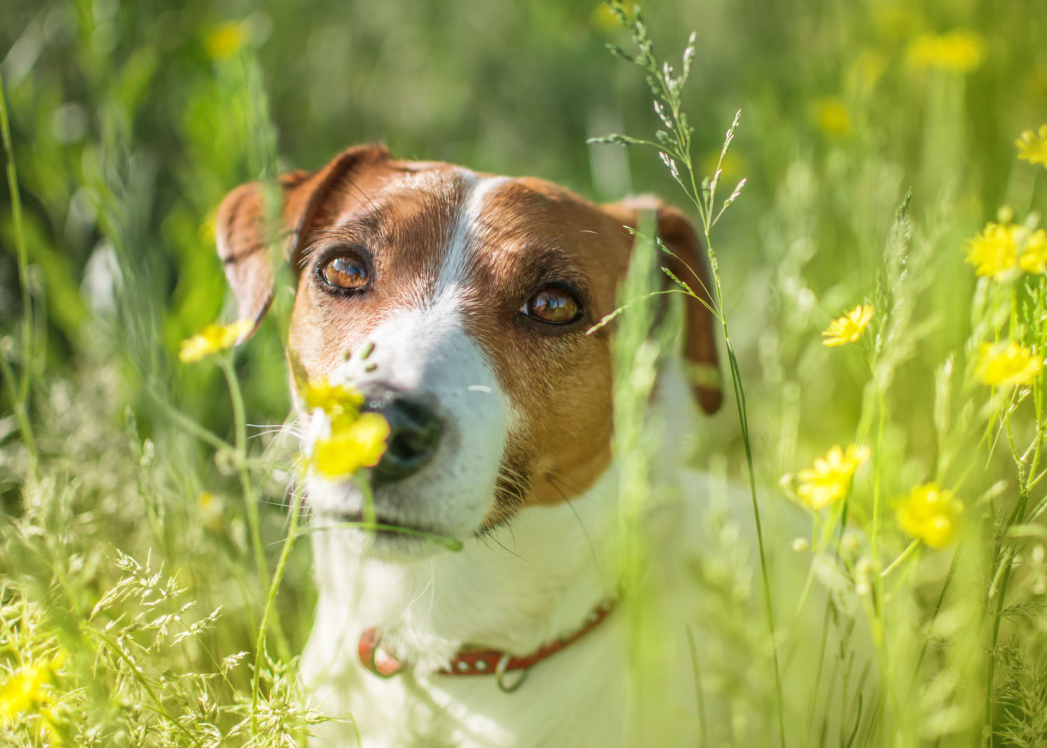 Grass seed staying safe from flowering grass seed on summer dog walks