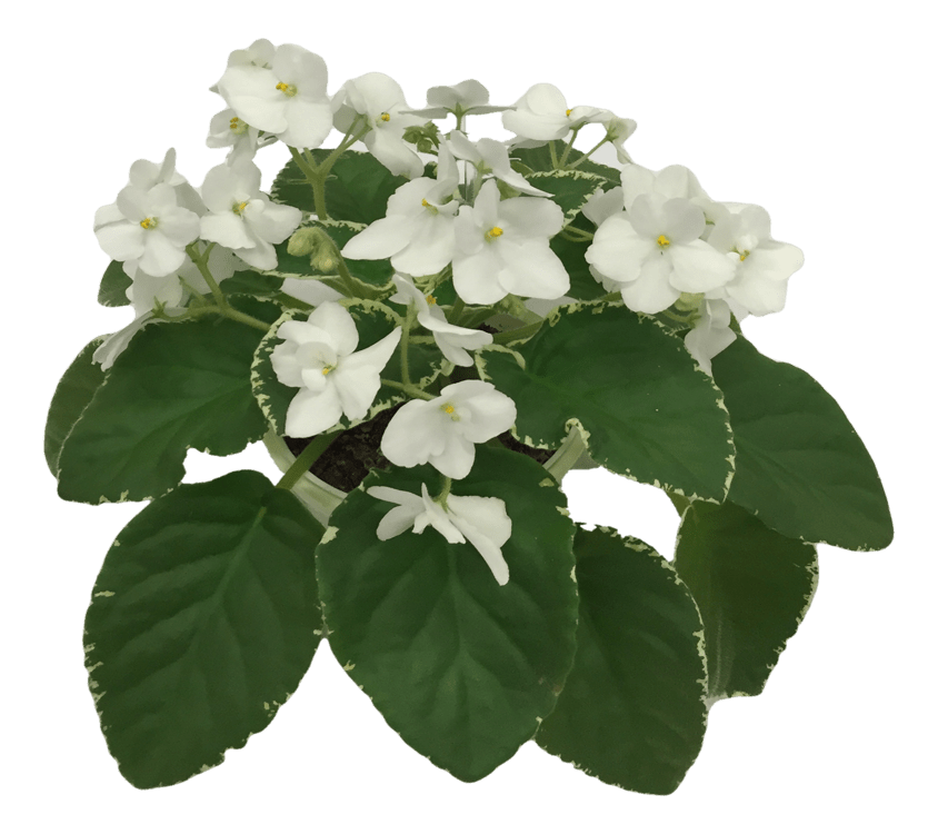 About First African Violet Society of Dallas