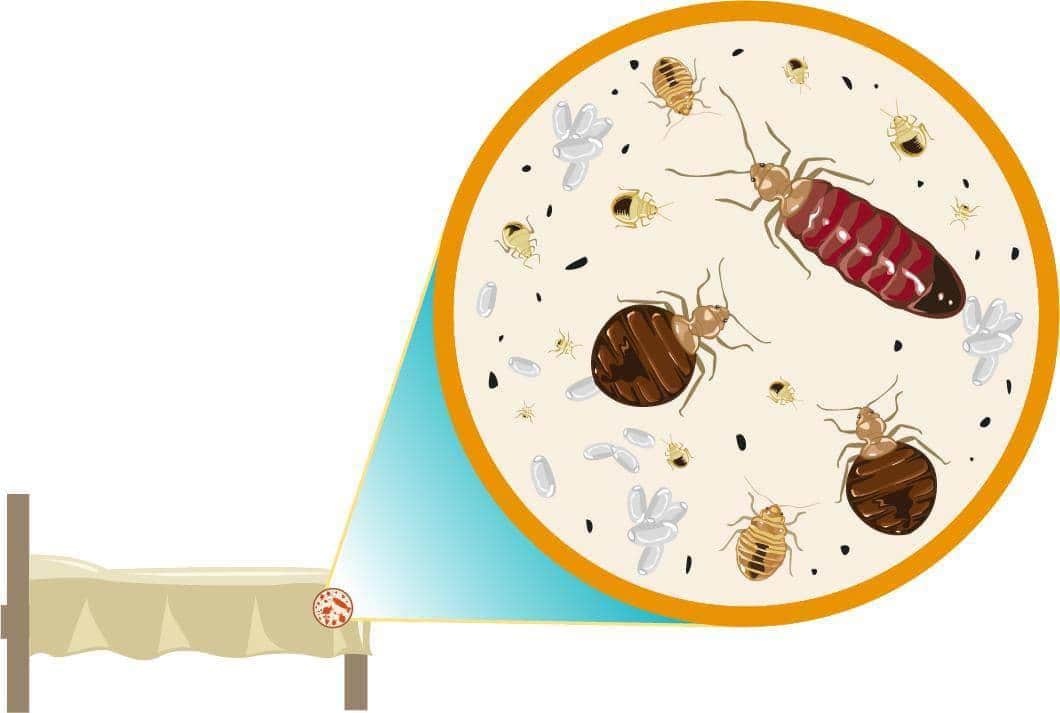 First Choice Pest Management Massillon, OH Nextdoor