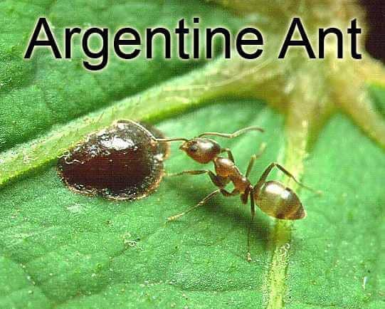 First Choice Pest Management in Massillon, OH Termite Control.