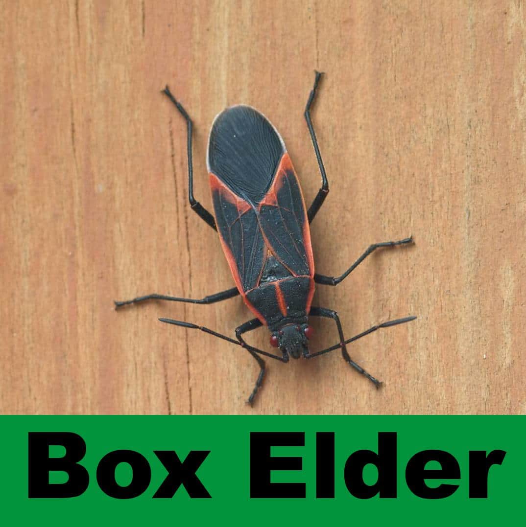 Superb Massillon, OH Bed Bug Exterminator & Pest Control