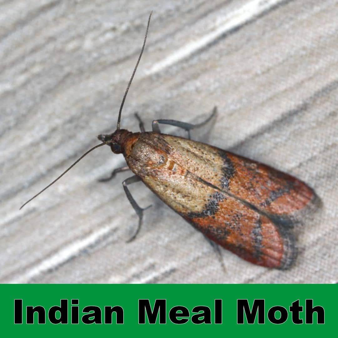 Terminix® Pest Control in Massillon, Ohio 234-804-0562