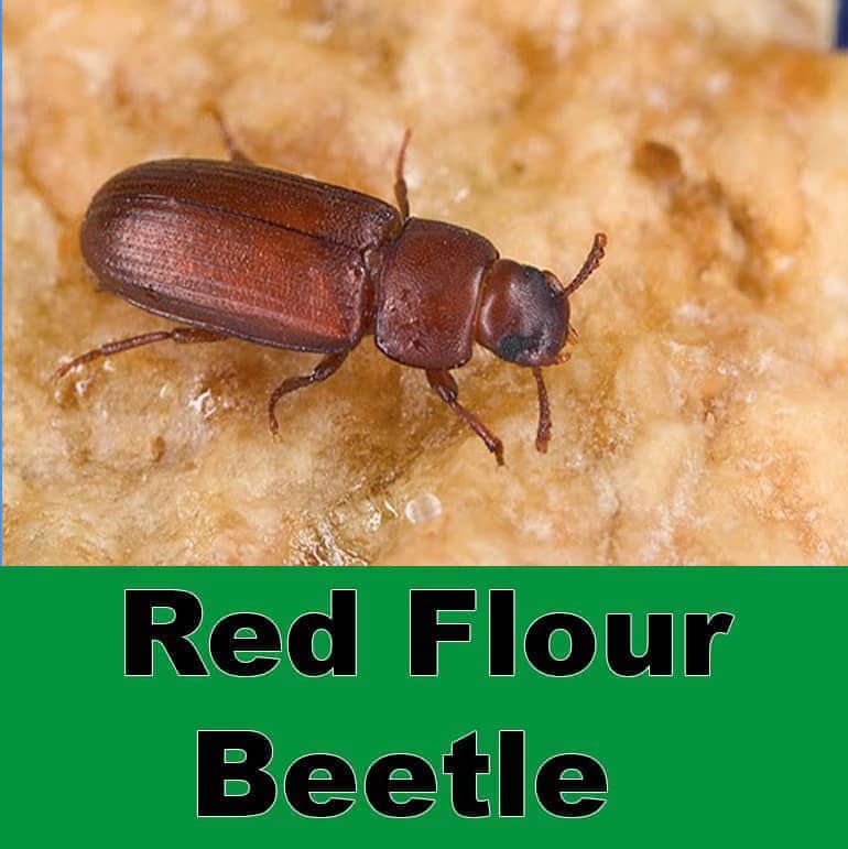 Pest Control Massillon, OH Get Exterminators in Massillon