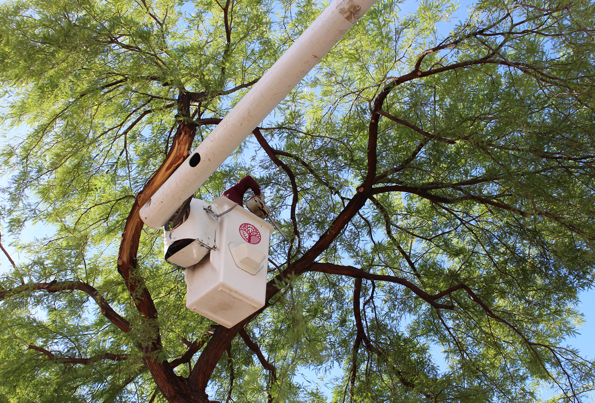 Tree Pruning First Choice Tree Service