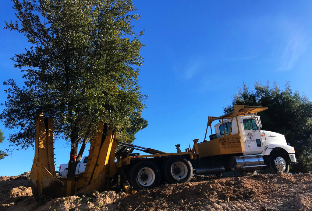 Tree Transplanting First Choice Tree Service