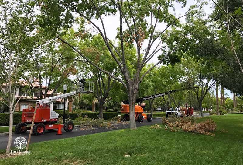 Services4 First Choice Tree Service
