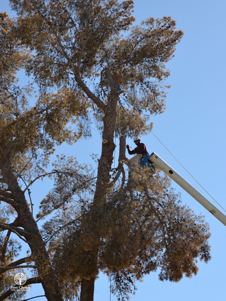 Tree Removal Services First Choice Tree Service