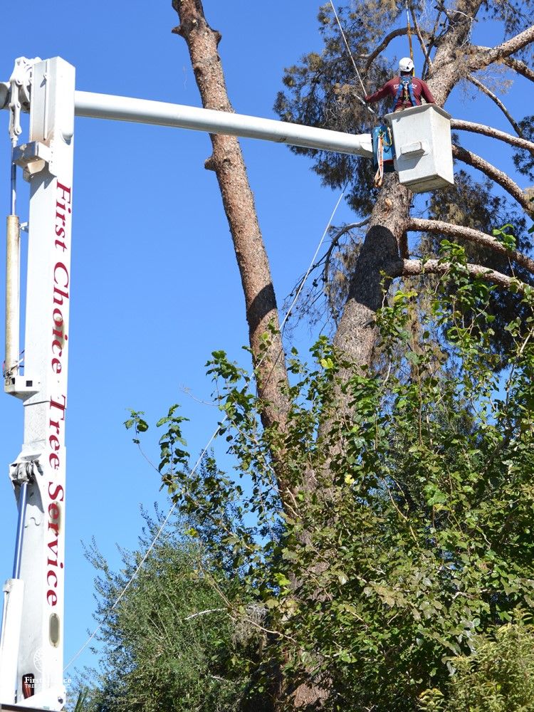 Tree Removal Services First Choice Tree Service