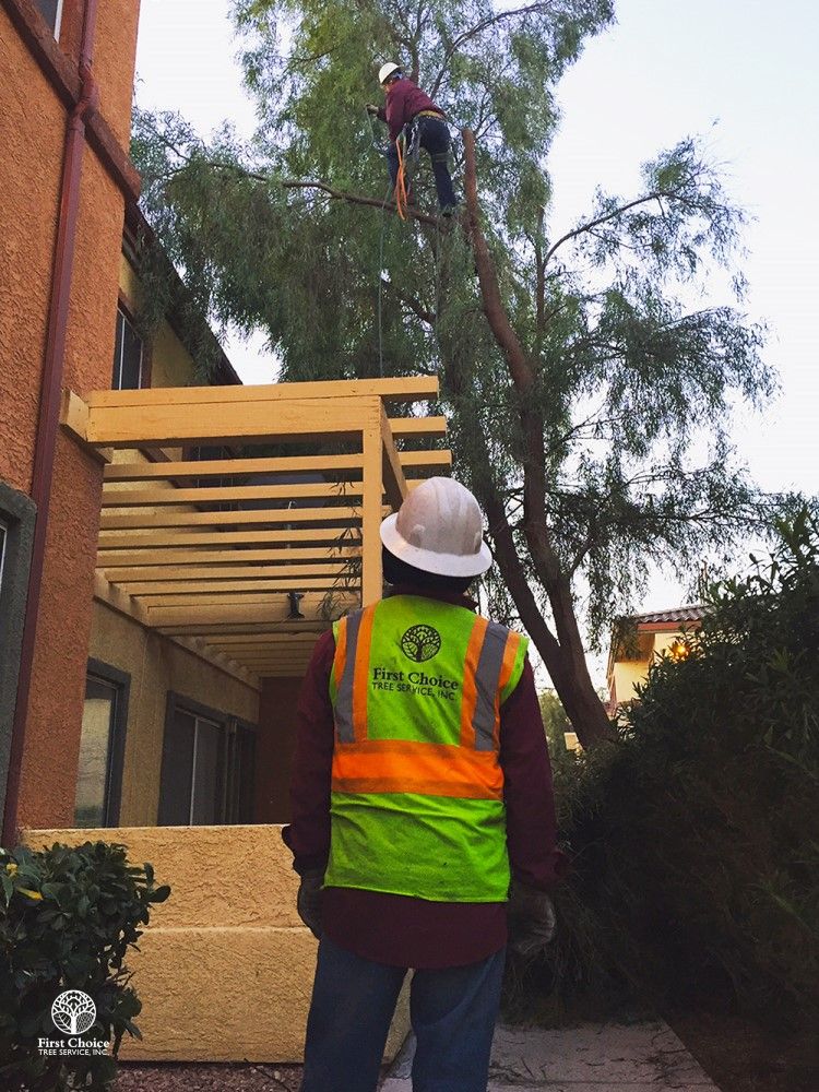 Tree Removal Services First Choice Tree Service