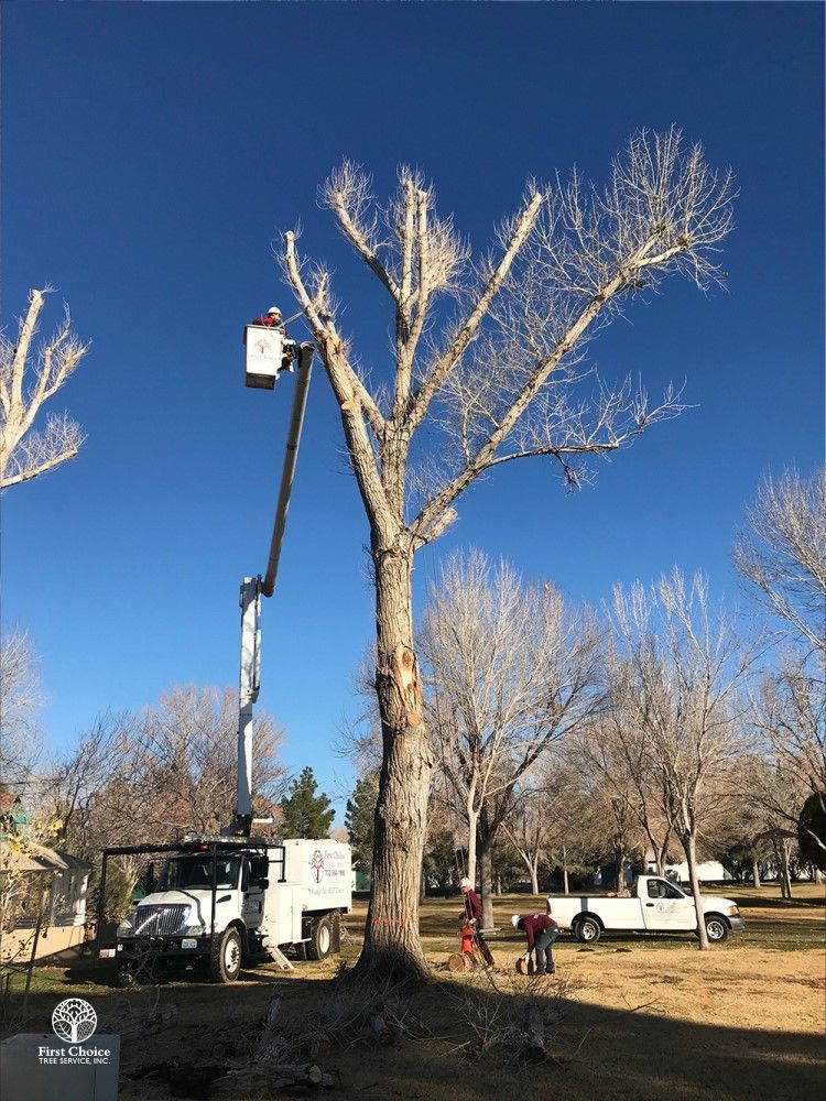 Tree Removal Services First Choice Tree Service