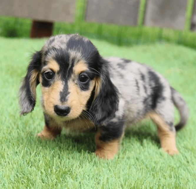 mini sausage dog puppies for sale Archives Firstclass Dachshund