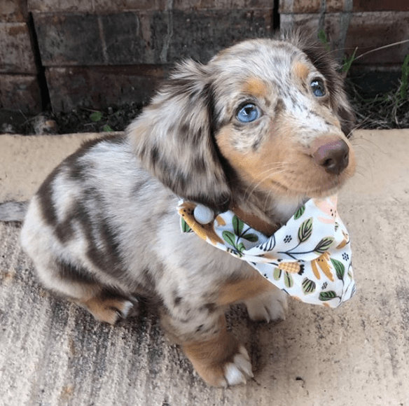 Dachshund Puppies For Sale Near Me