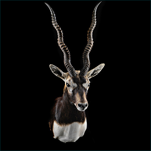 Black Buck First Class Trophy TaxidermyFirst Class Trophy Taxidermy