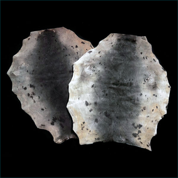 Seal Skins First Class Trophy TaxidermyFirst Class Trophy Taxidermy