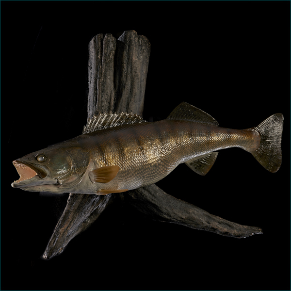 Walleye First Class Trophy TaxidermyFirst Class Trophy Taxidermy