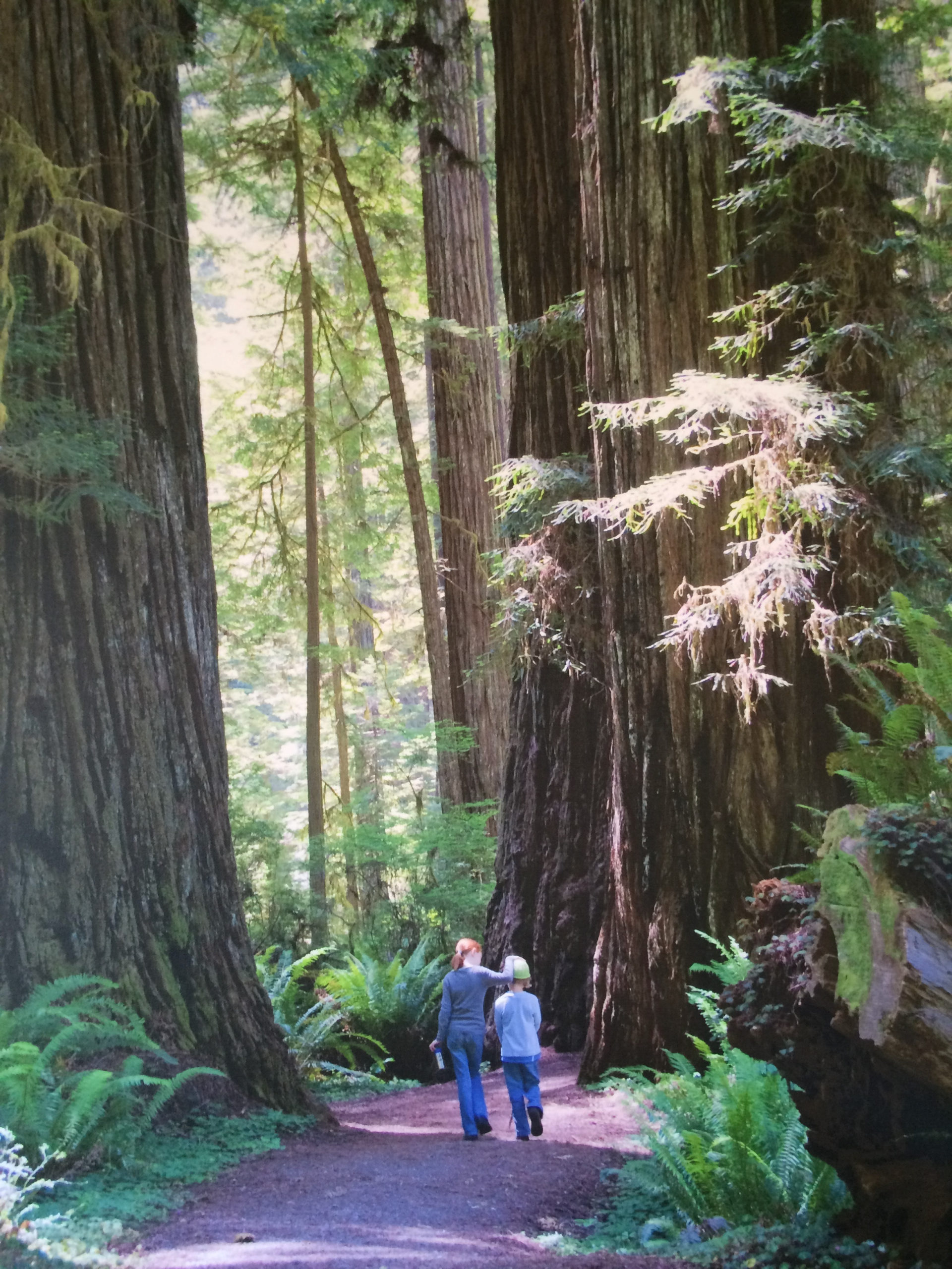 where do trees come from? Constructing Physical Science