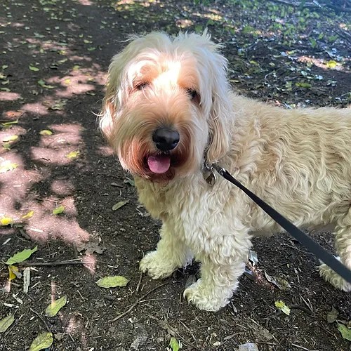 Dog Boarding Lichfield Home from Home Dog Boarding