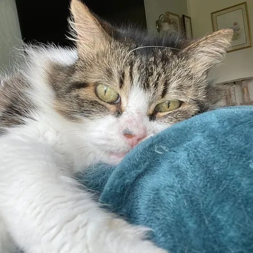 How Much Does a Cat Sitter Cost? First For Pets