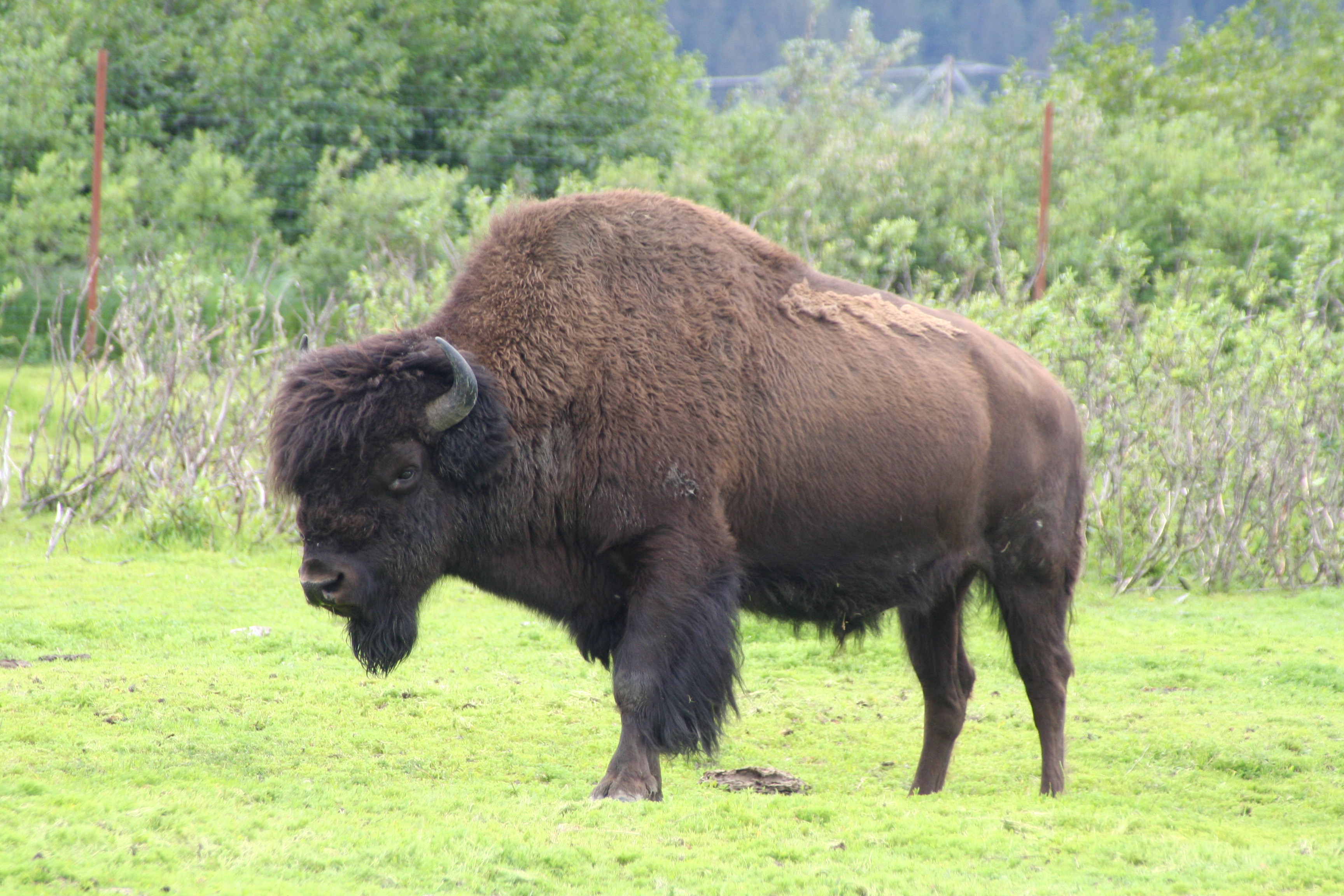 Wood Bison Management Plan First For Wildlife