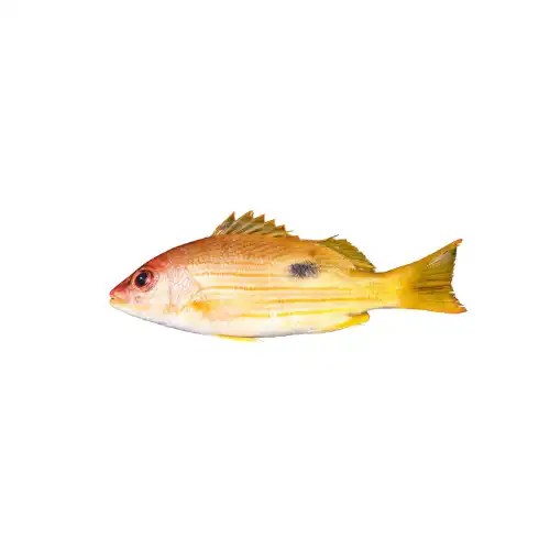 Red Snapper (Black Dotted Yellow Stripe) First Global Seafood