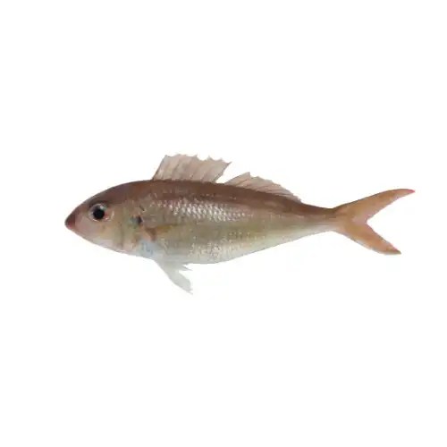 Japanese Thread fin Bream First Global Seafood
