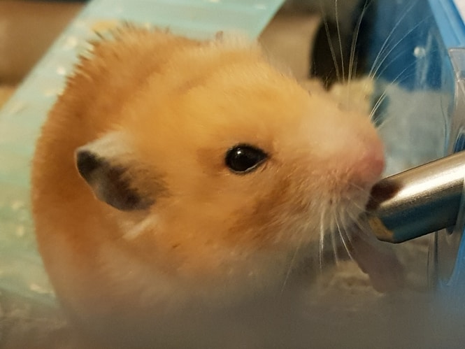 Here's How Much Water Your Hamster Needs