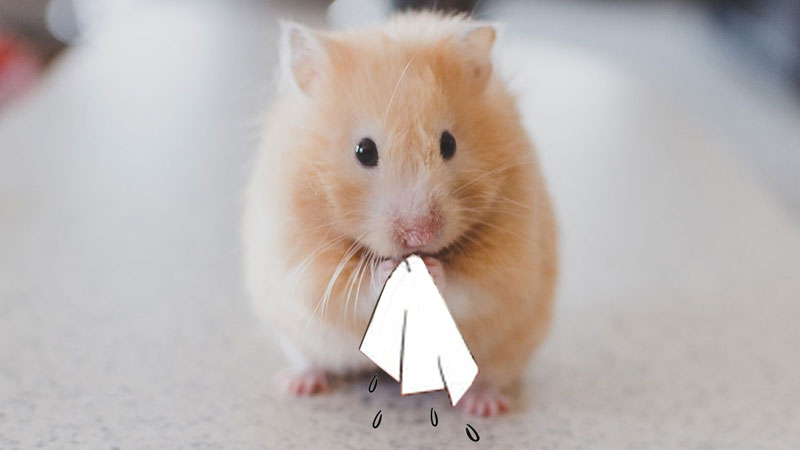 Dwarf Hamster Feeding Guide Everything You Need to Know
