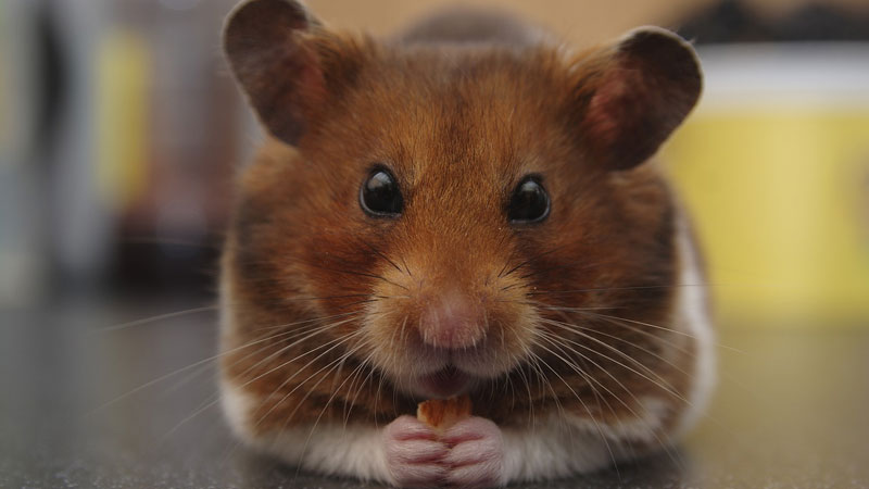 These Are The 4 Best Hamsters For Beginners First Hamster