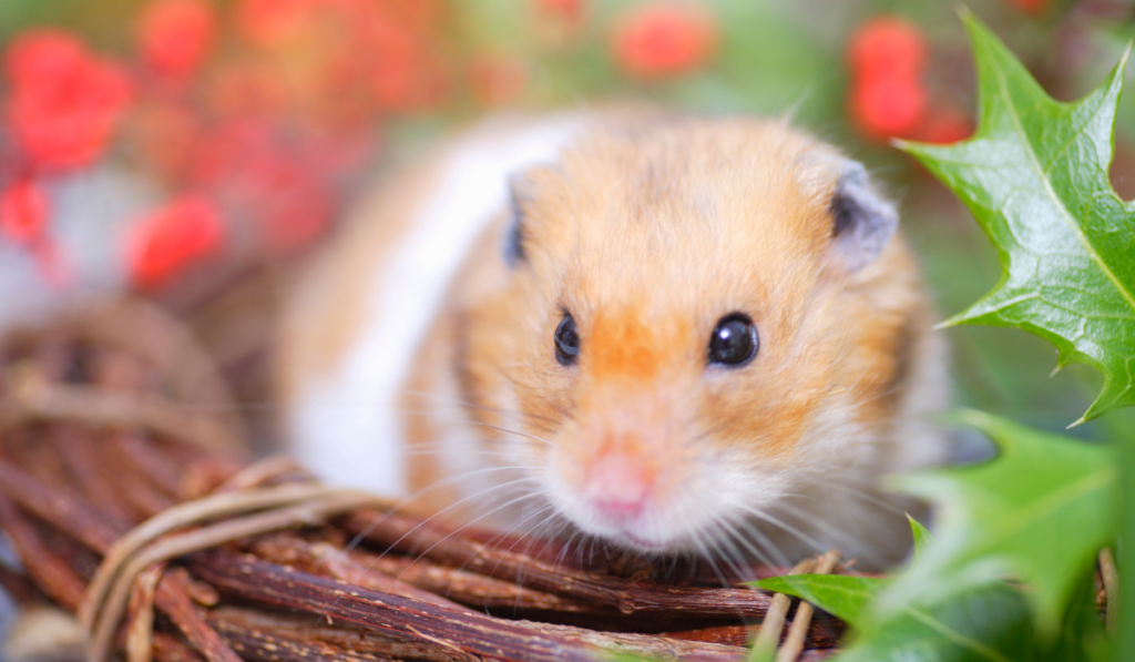 8 Reasons Hamsters Eat Their Babies, And How To Save Them