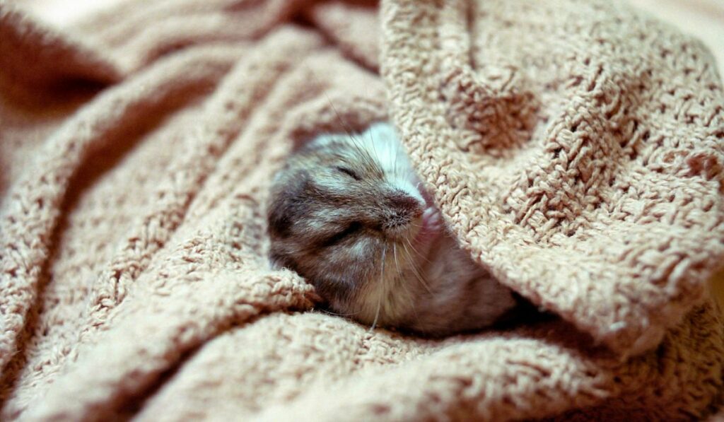 Hamster General Care First Hamster