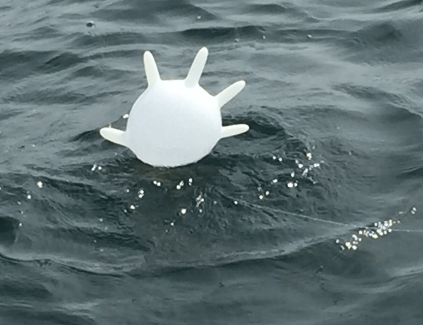 Bluefin Tuna First Light