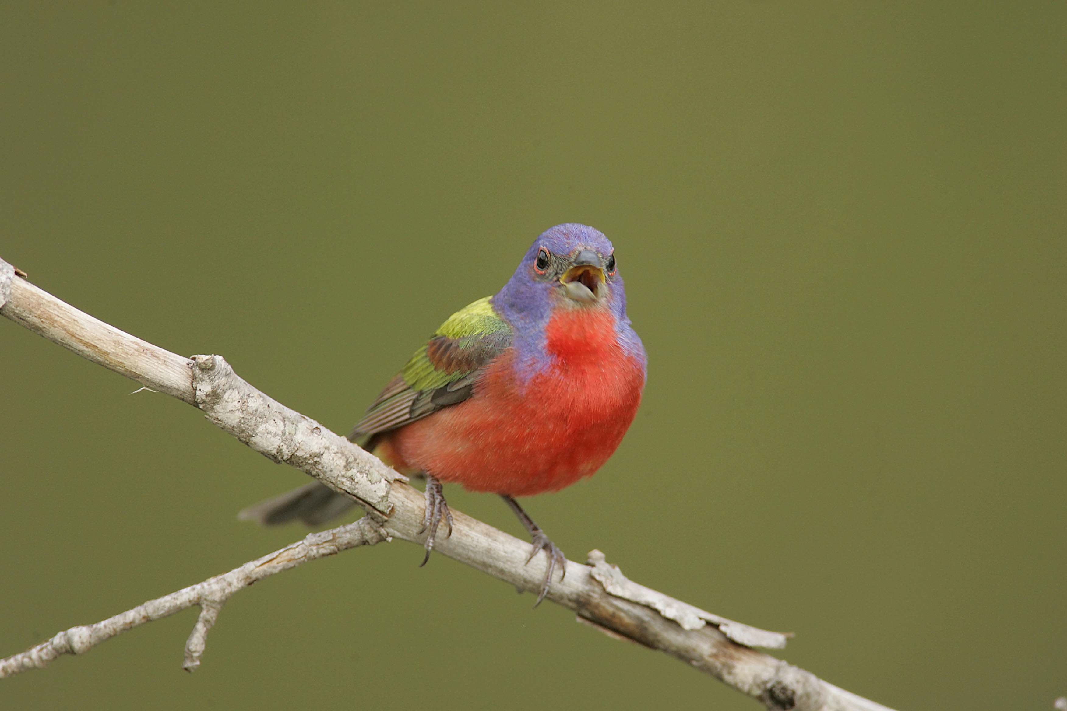 Eagles and Other Birds Photo Gallery