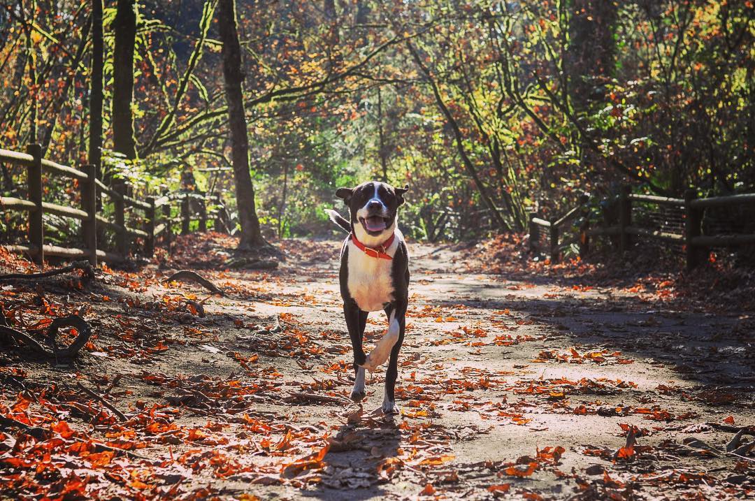 The benefits of using high quality meat meals in our kibble formulas